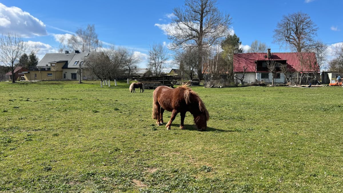 A peaceful rural landscape with horses grazing in a sunny meadow near houses in Poland.